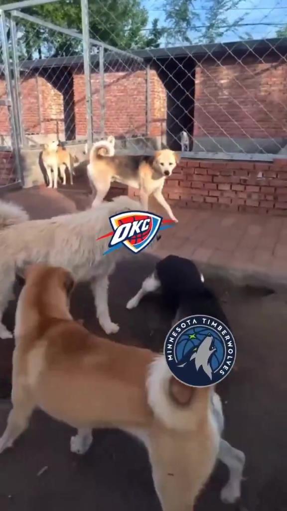 太有活了！美媒惡搞：狗王雷霆嚇退掘金灰熊，把森林狼按地上